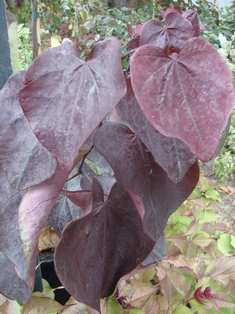 Cercis canadensis 'Forest Pansy' feuille